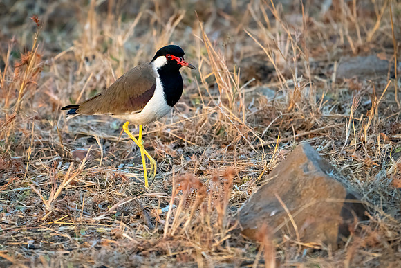 Red Wattled Lapwing