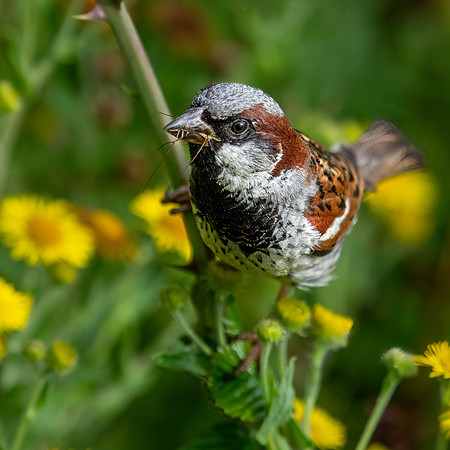House Sparrow Feeding in Ragwort 020822 -3