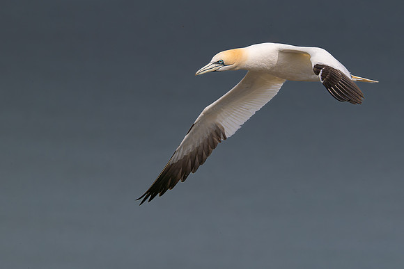 Bempton-56