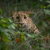 Young Leopard -4