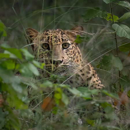 Young Leopard -4