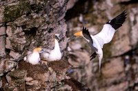 Bempton-134
