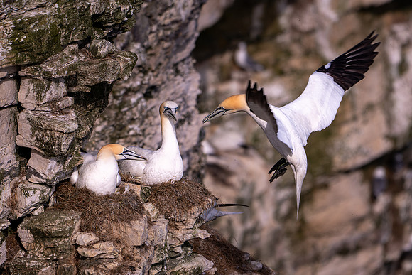 Bempton-134