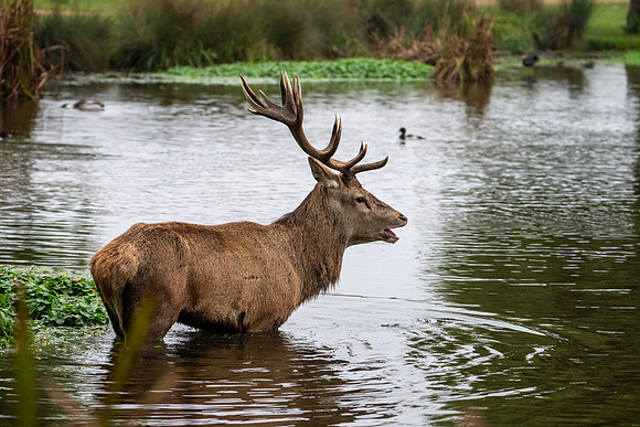 Red Deer Stag 141024-8