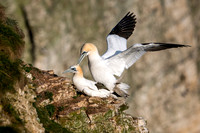Bempton-178