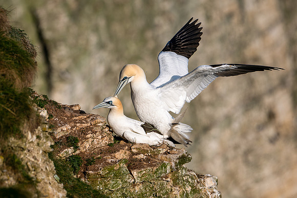 Bempton-178