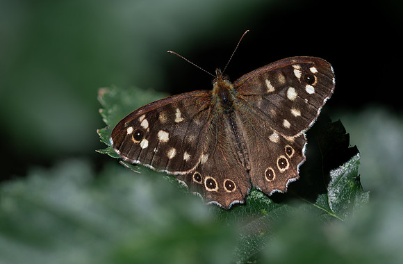 Speckled Wood 290724