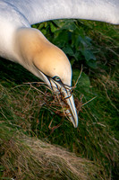 Bempton-115