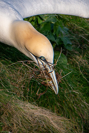 Bempton-115