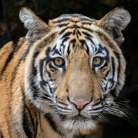 Tiger -12