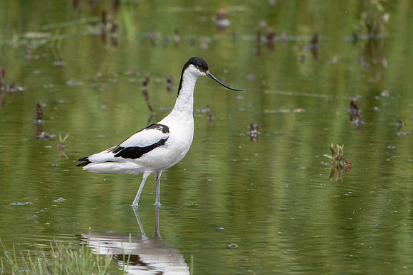 Avocet 180624-1