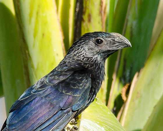 Groove Billed Ani