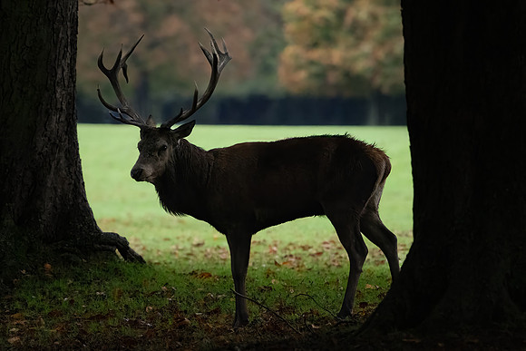 Red Deer Stag 141024-9