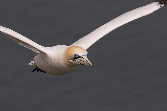 Bempton-63