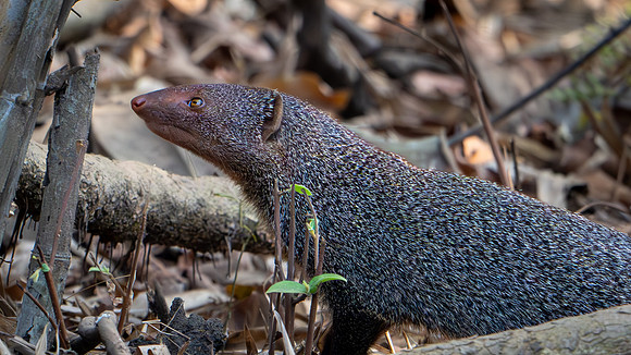 Mongoose -2