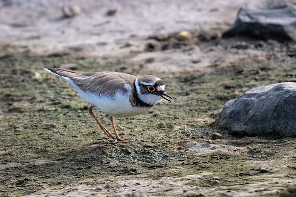 Little Ringed Plover 170522 -4