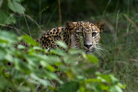 Young Leopard -3