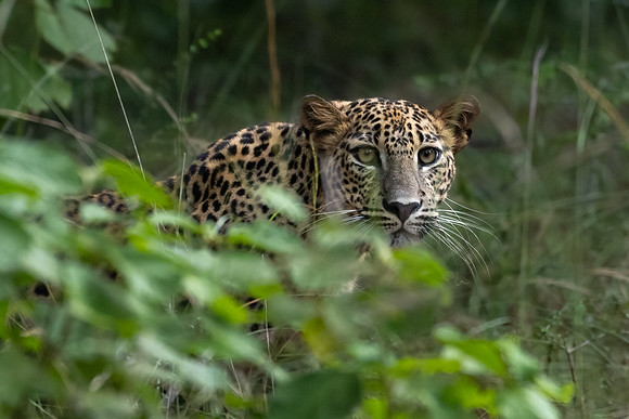 Young Leopard -3