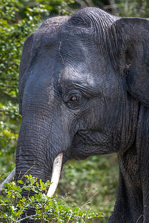 Indian Elephant Tusker -2