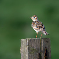 Skylark -1