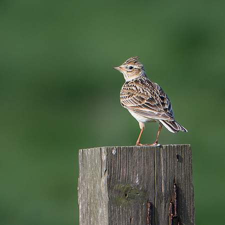 Skylark -1