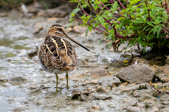 Snipe 280724-2