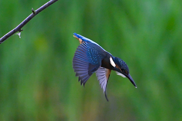 Kingfisher 090724-12