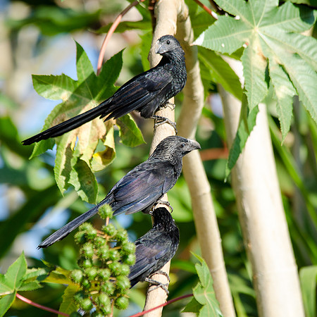 Groove Billed Ani group