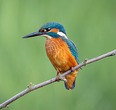 Kingfisher-1