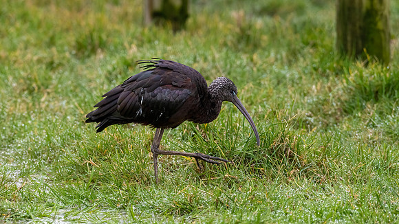 Glossy Ibis 010322-1