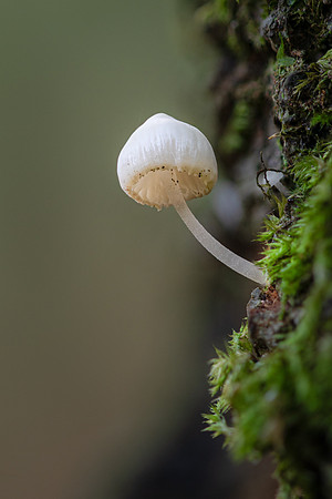 Mycena 121024