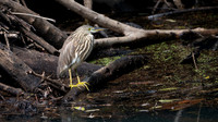 Indian Pond Heron -1