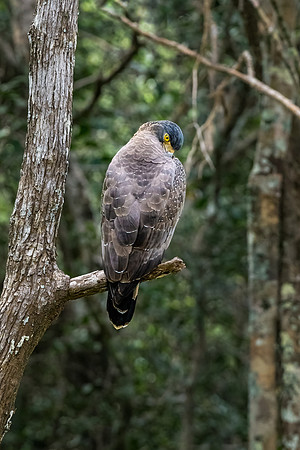 Crested Serpent Eagle -2