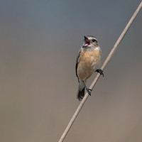 Stonechat -2