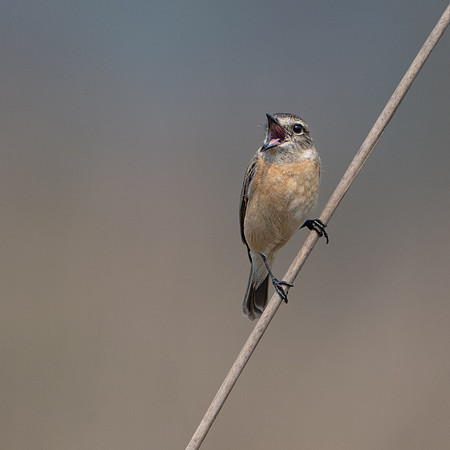 Stonechat -2