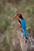 White-throated Kingfisher