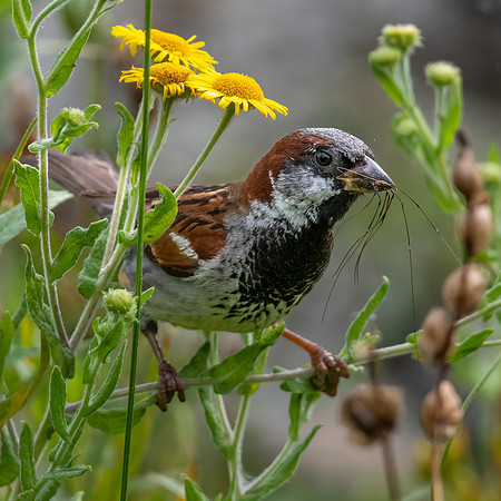 House Sparrow Feeding in Ragwort 020822 -4