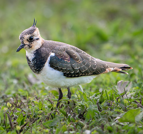 lapwing-1