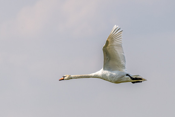 Mute Swan 220322