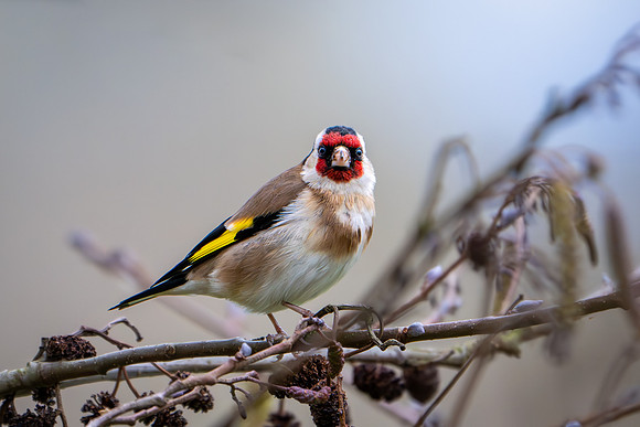 Goldfinch-2