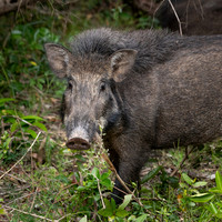 Wild Boar -2