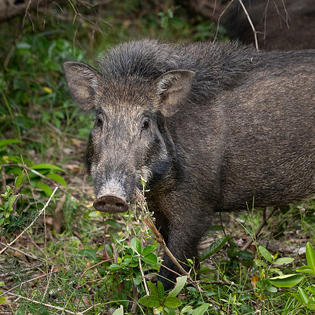 Wild Boar -2