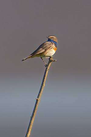 Bluethroat 180624-2