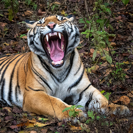 Tiger -4