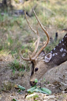 Spotted Deer ♂ - 2