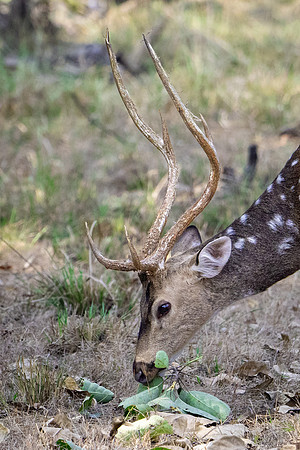 Spotted Deer ♂ - 2