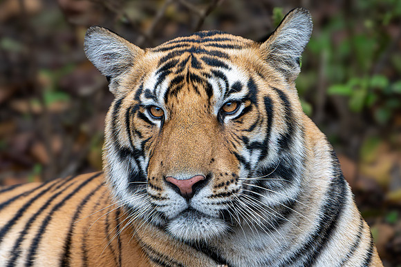 Tiger -5