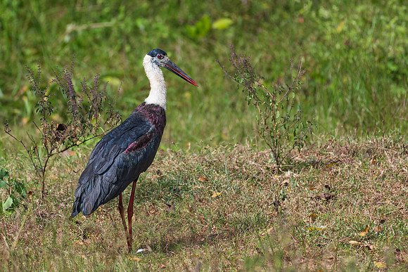 Woolly-necked Stork