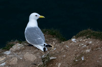 Bempton-70