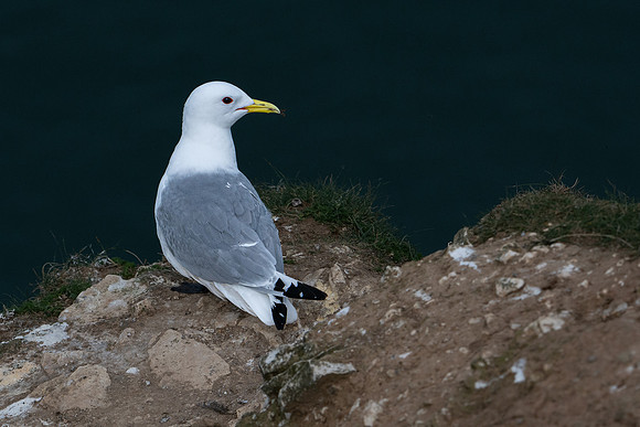 Bempton-70